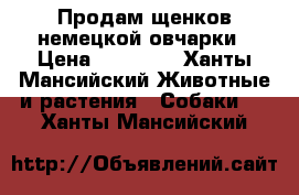 Продам щенков немецкой овчарки › Цена ­ 10 000 - Ханты-Мансийский Животные и растения » Собаки   . Ханты-Мансийский